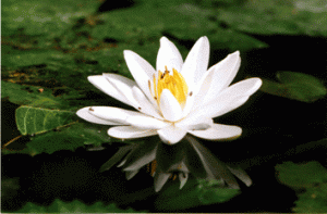 Lotus : fleur légendaire